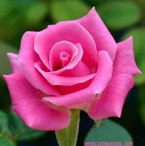 Meet your Posher, Monica